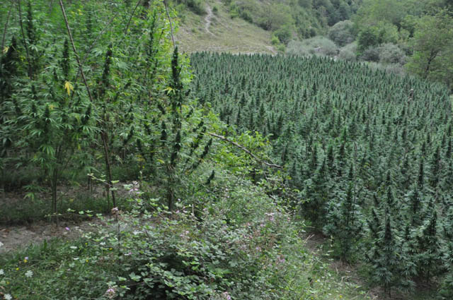 kanabis parcele e mire