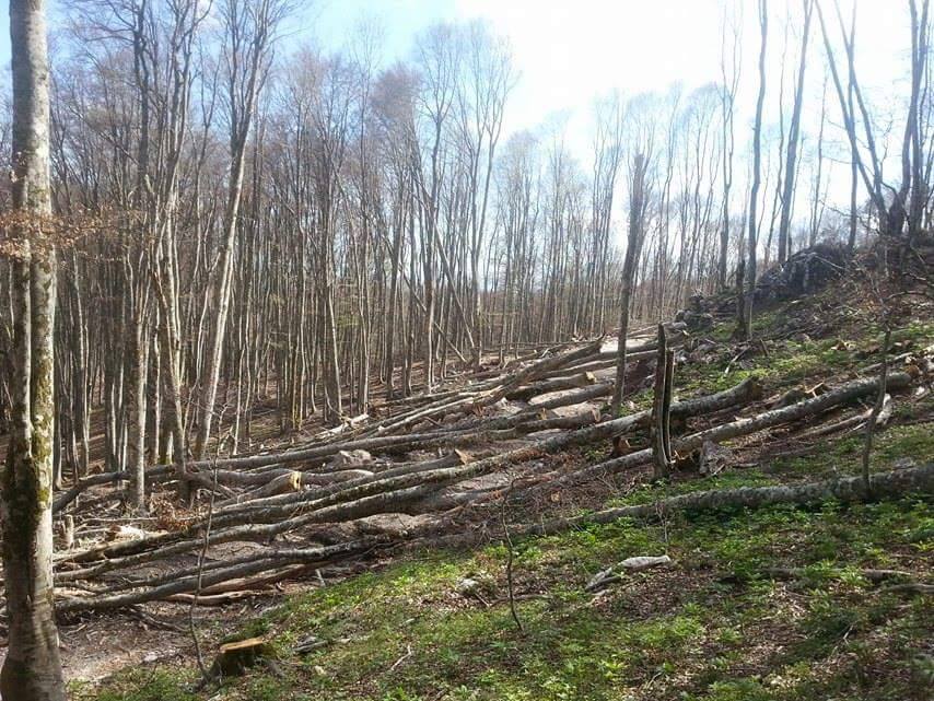 pyejte e prerea librazhd 2