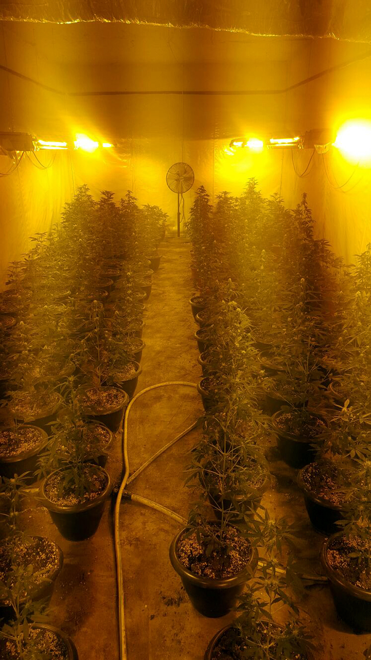 sere canabis3