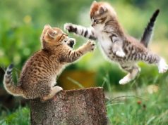 Çfarë dinë kafshët për mjekësinë?