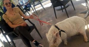 FOTO/ Një shëtitje romantike me derrkuc në Tiranë