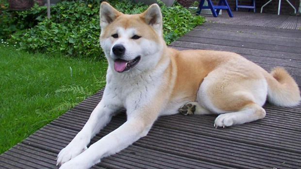 akita_38532.jpg