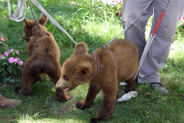 FOTO LAJM/ Dy arinj “rrëmbehen” në Sarandë, Erion Veliaj u jep statusin “kryeqytetas”