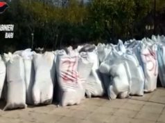 FOTO/ Nuk ka të sosur 0.2 përqindëshi i kanabisit shqiptar, në Bari bllokohen mbi 1 ton të tjerë