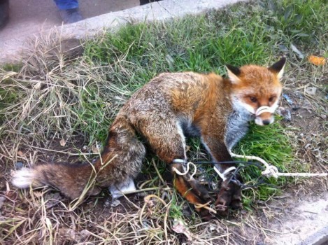 Lezhë, procedohen dy “tregtarët” e dhelprës së pazarit të kafshëve në Thumanë