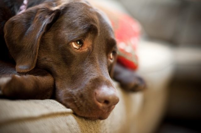 dog_looking_sad_752x501_19526.jpg
