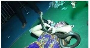 E kafshon kobra gjatë interpretimit në skenë, këngëtarja vdes para adhuruesve të saj