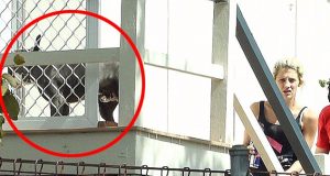 FOTO/ Një 27-vjeçare përdhunoi pitbullin, pret dënimin prapa hekurave