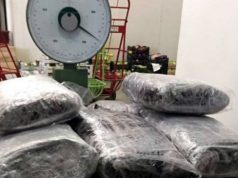 Itali, trafiku i 1.9 ton marijuane nga Shqipëria, zbulohet letra që tradhëtoi trafikantët