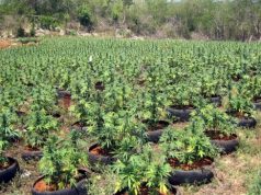 EMRAT/ Elbasan, zjarrfikës që mbjell kanabis dhe vjedhje, SHÇBA ndalon dy persona