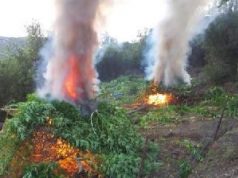 Asgjësohen 642 rrënjë kanabis, arrestohet një person, 2 në kërkim