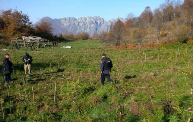 kanabis_fusha_e_korruru_police_shkoder_35950.jpg