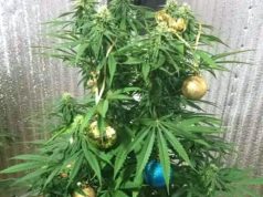 FOTO LAJM/ Pema e Vitit të Ri e kryeministrisë së Ediscobarit