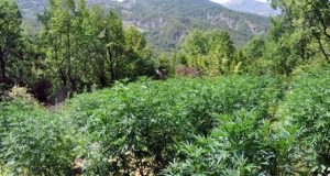 VIDEO/ Arrestohen 2 persona me 22 kile kanabis