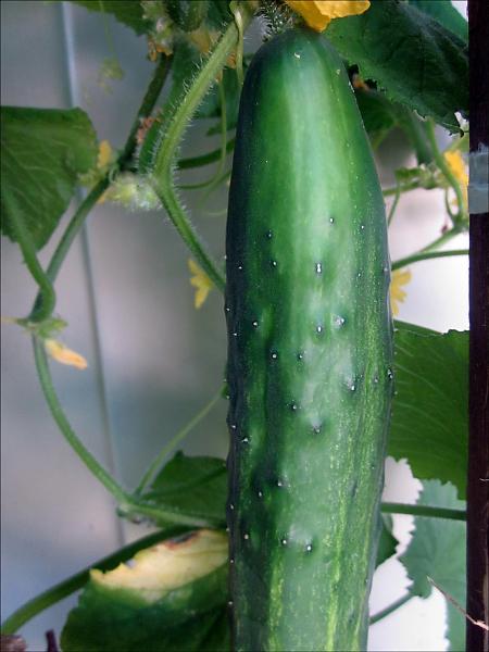 Basha: Ja pse zgjodha kastravecin për Velinë