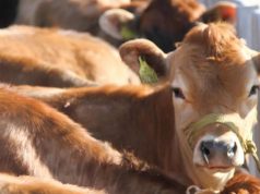 VIDEO/ Viçi i ikën kasapit nga duart, ja ndjekja spektakolare nga mesi i Durrësit e deri në det