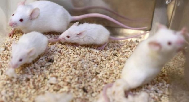 Zbulohet për herë të parë kura për shërimin e HIV/AIDS