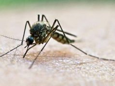 Studiuesit vërtetojnë që mushkonjat lakmojnë “gjakun e ëmbël”