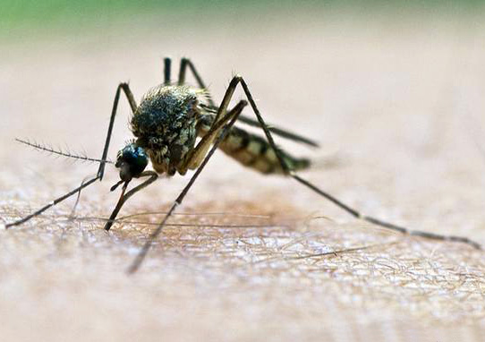 Studiuesit vërtetojnë që mushkonjat lakmojnë “gjakun e ëmbël”