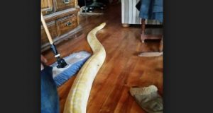 Dy javë pasi kishte humbur, pitoni 5 metra i gjatë kthehet tek prindërit