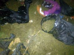 FOTO/ Policia gjen drogën në breg të liqenit, por jo “pronarët” e saj