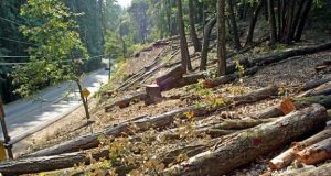 Korçë, arrestohen në flagrancë dy persona, prisnin pyje në mënyrë të paligjshme