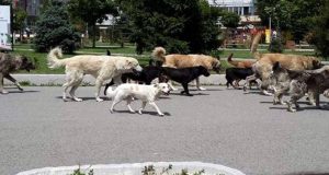 HUMOR/ Shqetësimi qytetar dhe “keqkuptimi” me drejtuesin e emisionit në TV