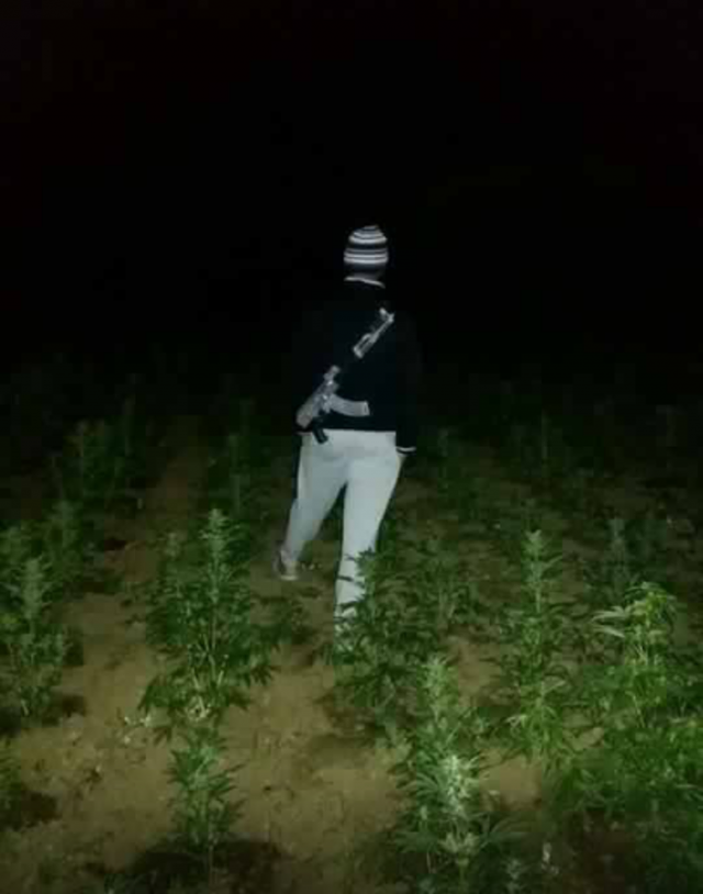 ABSURDI/ Kush kultivon kanabis, ndëshkohen me fis e me farë