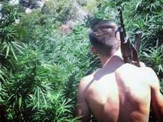 RRËFIMI/ Zbërthehet roja i penduar i kanabisit: I ruanim arat vetëm për 2 mijë lekë