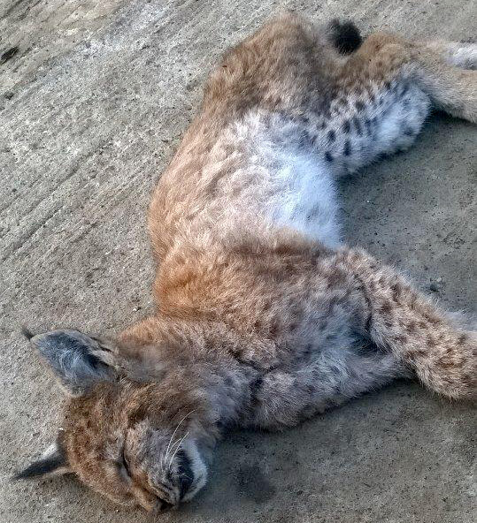 Alarmi për specien në zhdukje, një këlysh i Rrëqebullit të Ballkanit vritet në Malin e Munellës