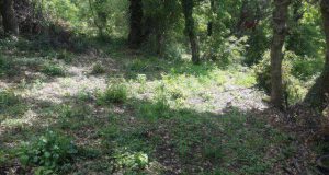 FOTO & EMRA/ Policia gjen arë me kanabis në fshat, prangos tre pensionistë nga Tirana dhe një kryeplak