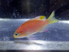 FOTO LAJM/ “Identifikohet” një peshk që ka emrin Obama