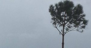 FOTO LAJM/ Era shkul pemët e Ramës në Vlorë