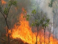 Pukë, një zjarr i madh përfshinë pyjet e Krrabit