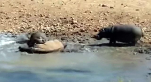 beteja hipopotam - rinoqeront