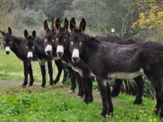 Kina po blen të gjithë gomerët, nuk do e besoni arsyen