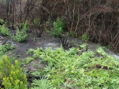 Droga s’ka të ndalur, tani po “mbin” vetë, befasohet policia