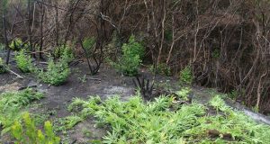 Droga s’ka të ndalur, tani po “mbin” vetë, befasohet policia