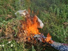 Durrës, operacion antidrogë, 172 bimë narkotike, procedim ndaj kryeplakut e dy inspektorëve