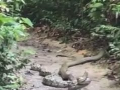 Video/ Lufta mes mbretërve të gjarpërinjve, kobras dhe pitonit