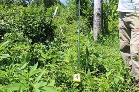 parcele hashash e vogel