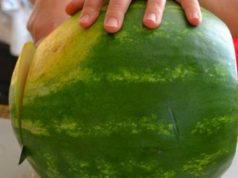 FIKS FARE/Stimulantë dhe hormone te shalqiri dhe domatja, fermerët nuk i hanë