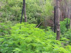 FOTO/ Vlorë, operacion masiv antidrogë, asgjësohen 3515 rrënjë kanabis, në pranga 63 vjeçari