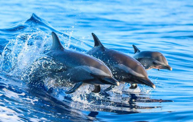 Delfine