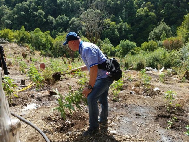 Dritan Demiraj asgjeson kanabis