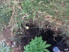 Kanabisi ka filluar të mbijë vetë, gjenden 130 bimë në Pult