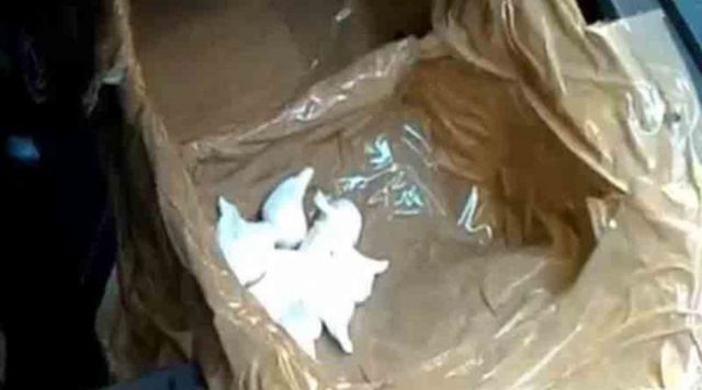 polizia-pusher-automobile9