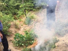 FOTO/ Vlorë, asgjësohen 127 rrënjë kanabis, arrestohet në flagrancë 42 vjeçari