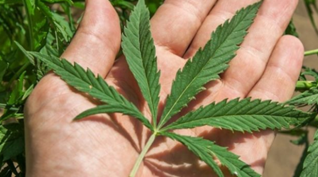 Kanabis, pese gjethesh