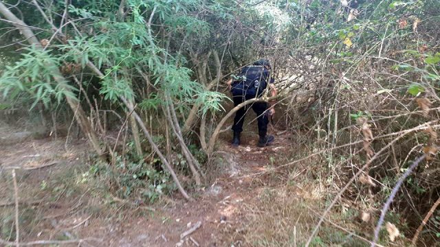 Policia ne kerkim te kanabisit